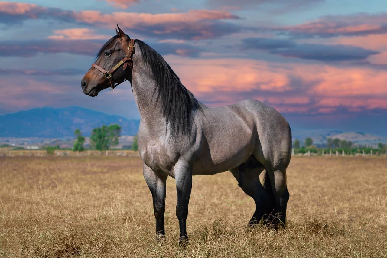 Horse Body Language