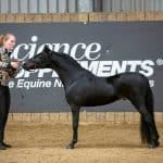 How fast can a horse run – American miniature horse