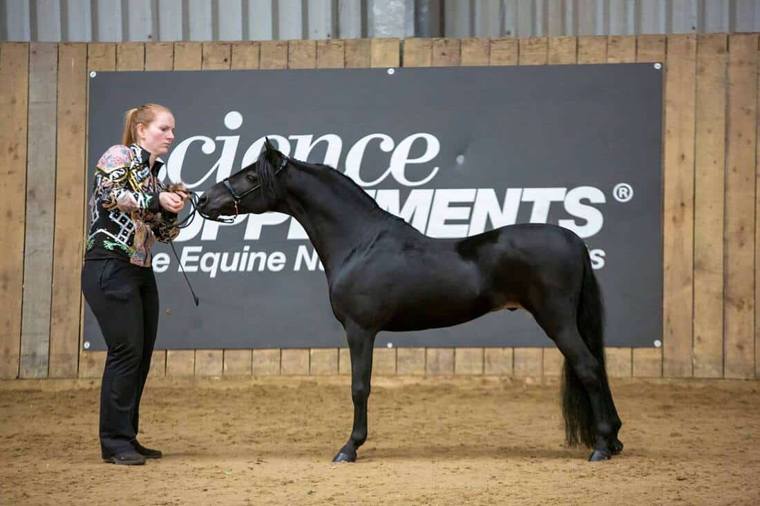 How fast can a horse run – American miniature horse