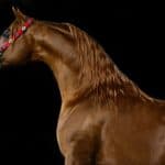 How fast can a horse run – Arabian Horse