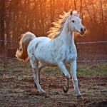 How fast can a horse run – Average