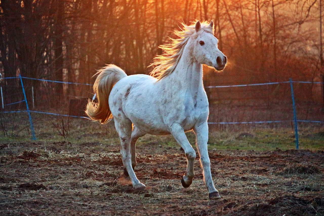 How fast can a horse run – Average