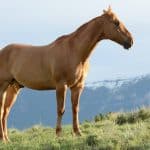 How fast can a horse run – How fast