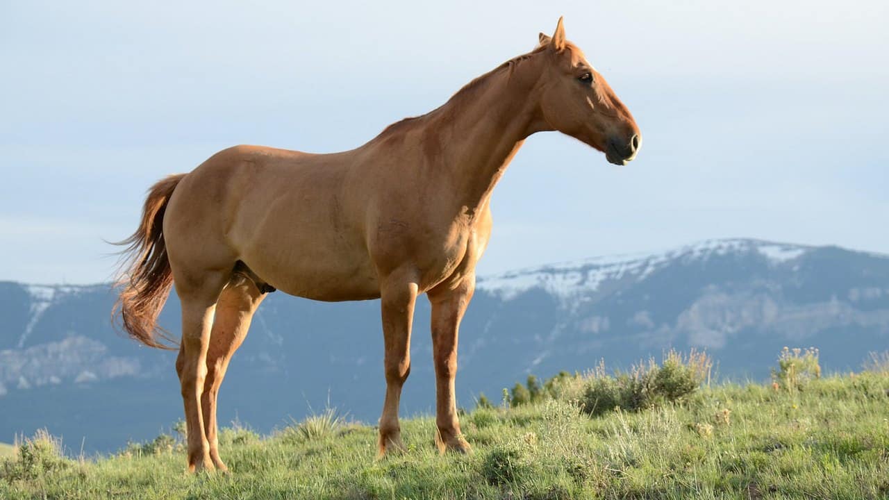 How fast can a horse run – How fast