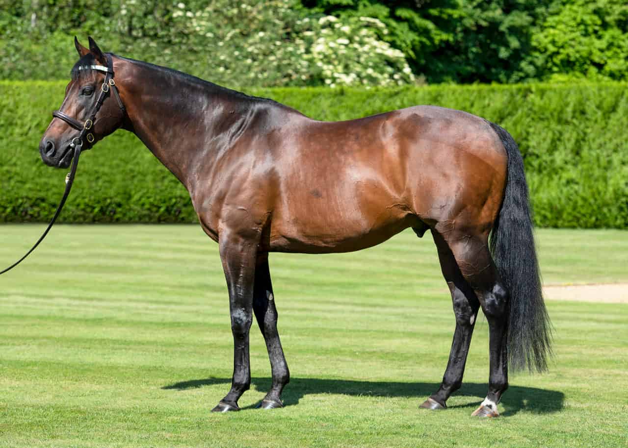 How fast can a horse run – Kingman Horse