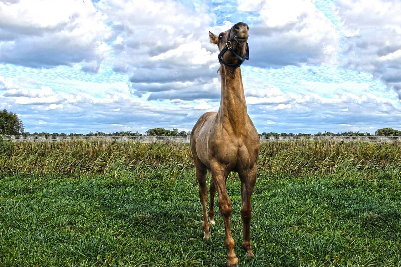 How fast can a horse run – Quarter Horse
