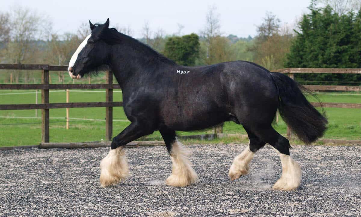 How fast can a horse run – Shire Horse