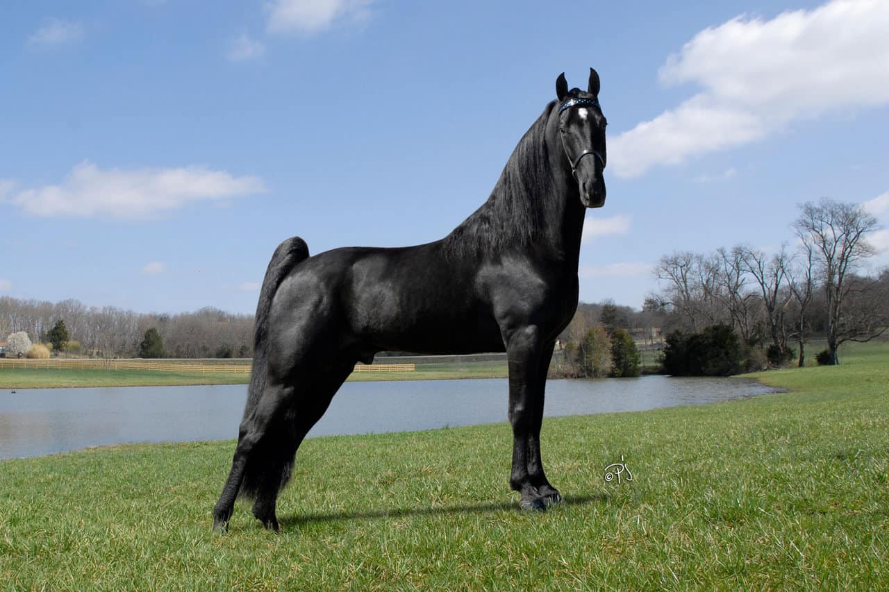 How fast can a horse run – Tennessee Walking Horse