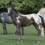Walkaloosa