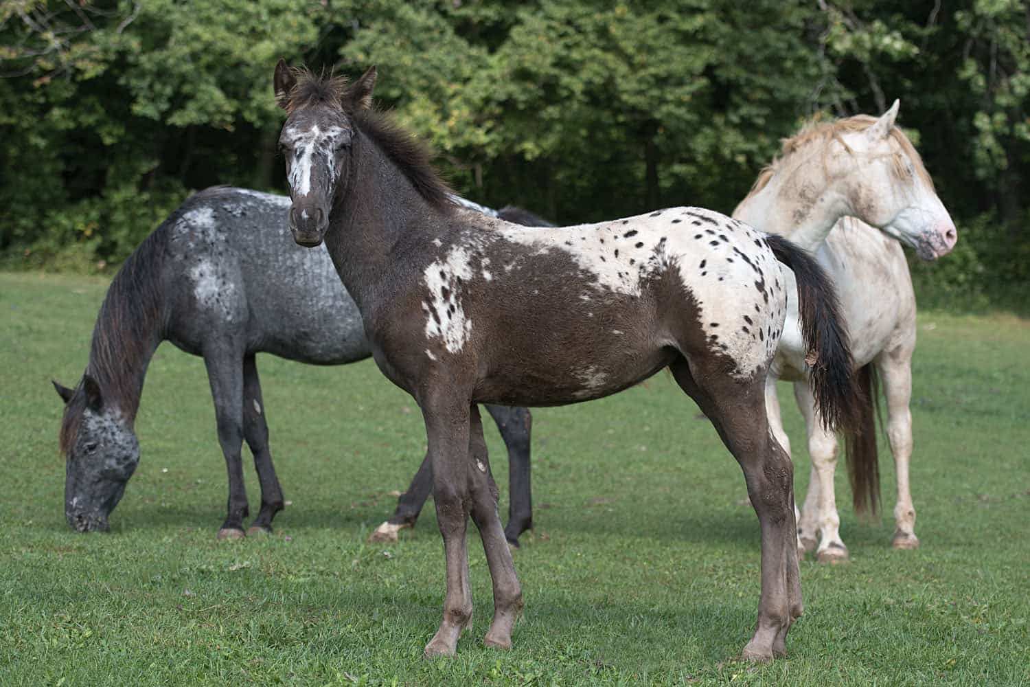 Walkaloosa