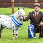 British Spotted Pony
