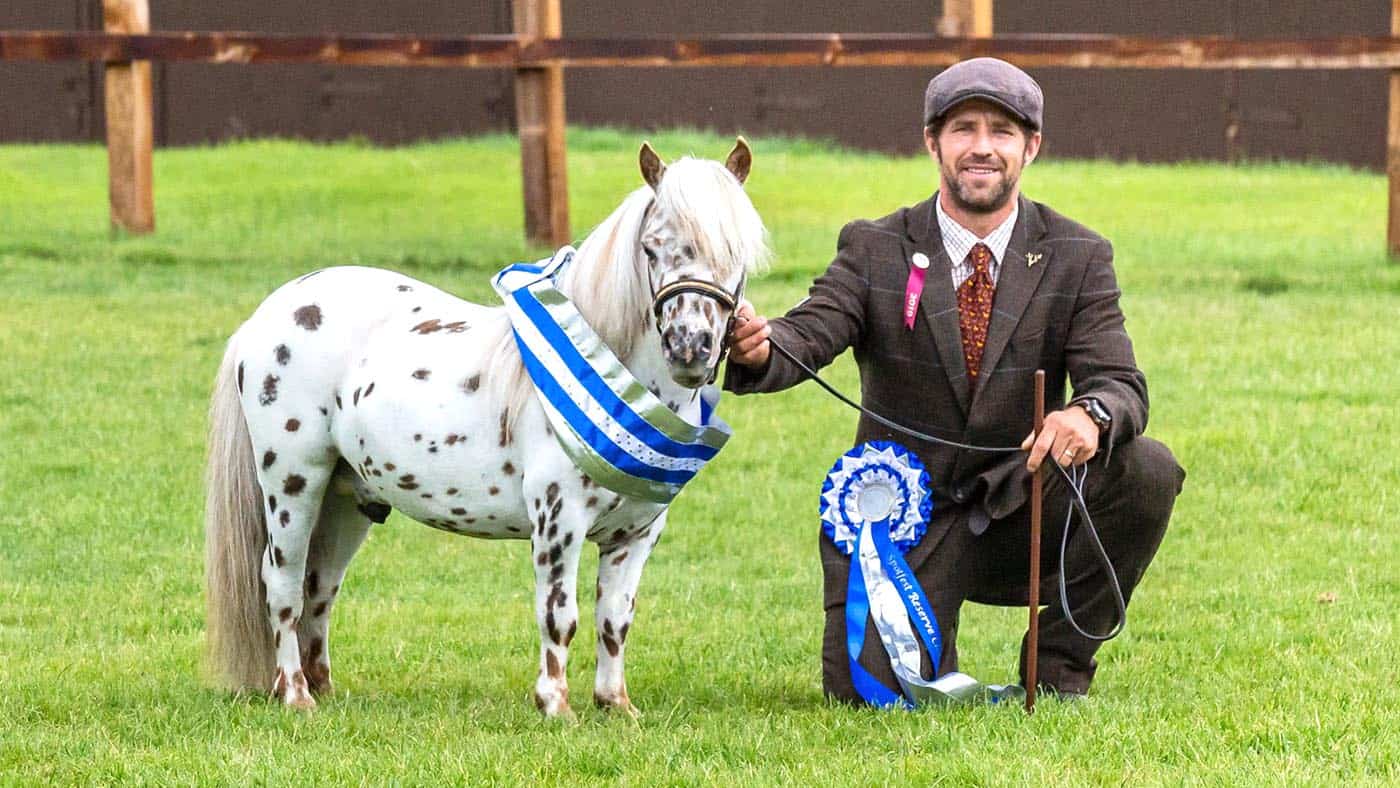 British Spotted Pony