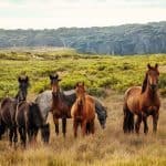 Brumby Horses