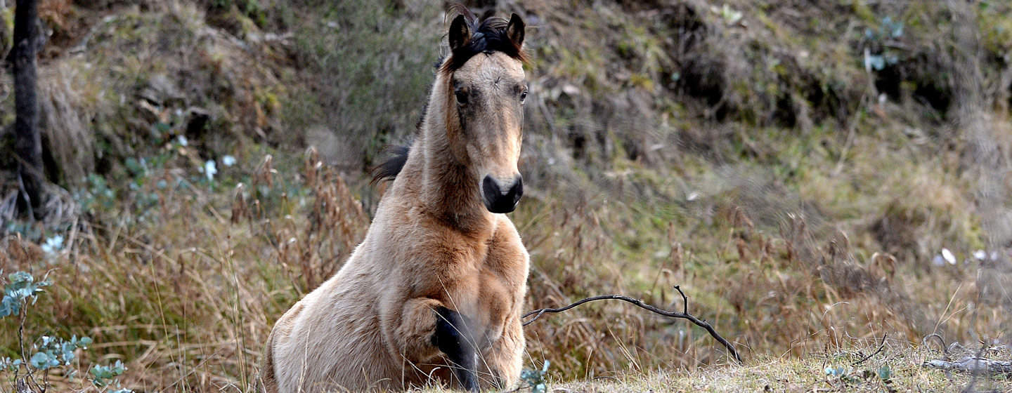 Brumby Horse – Conclusion