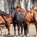 Brumby Horse – How many