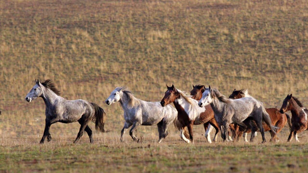 Brumby Horse – How many are there