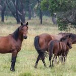 Brumby Horse – Origins
