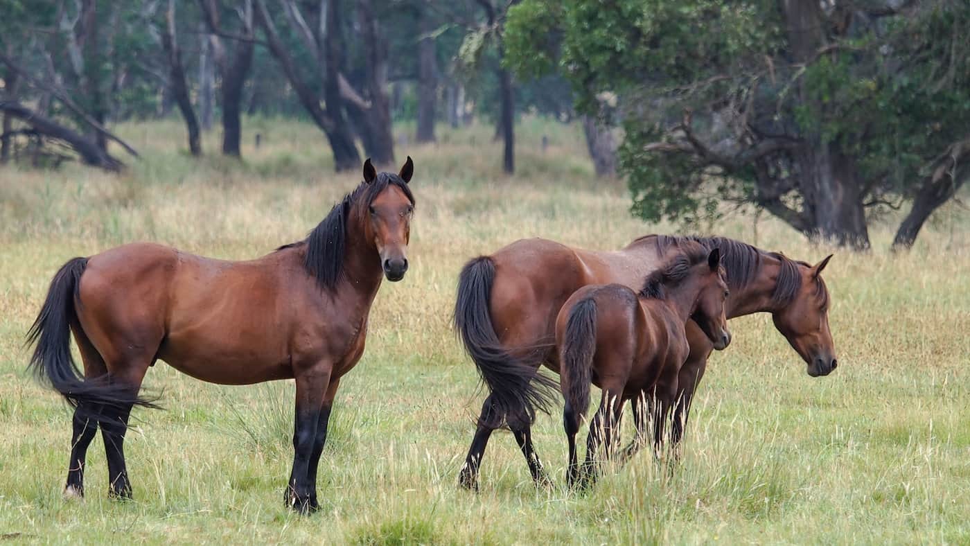 Brumby Horse – Origins