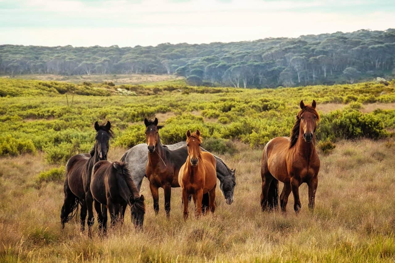 Brumby Horses