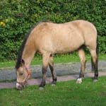 Buckskin Horse Origin