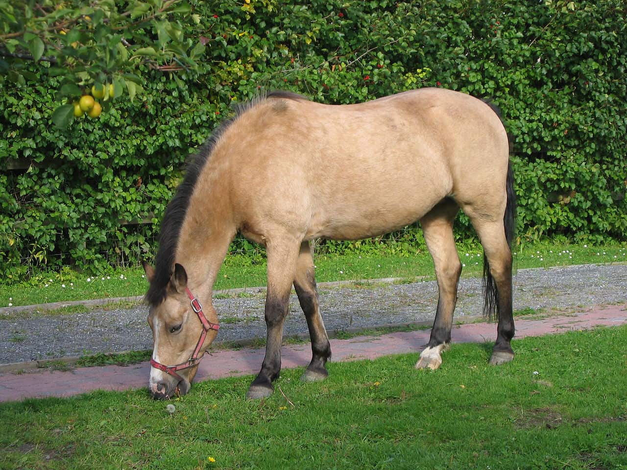Buckskin Horse Origin