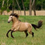 Buckskin Horse Running