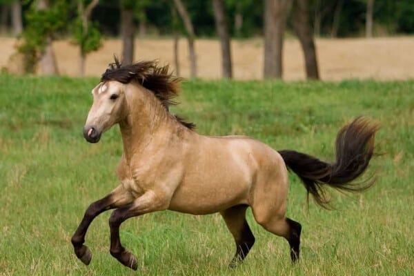 Buckskin Horse Running