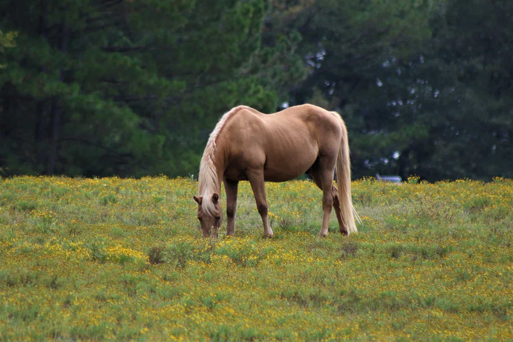 Buckskin Horses