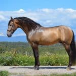 Buckskin Stallion