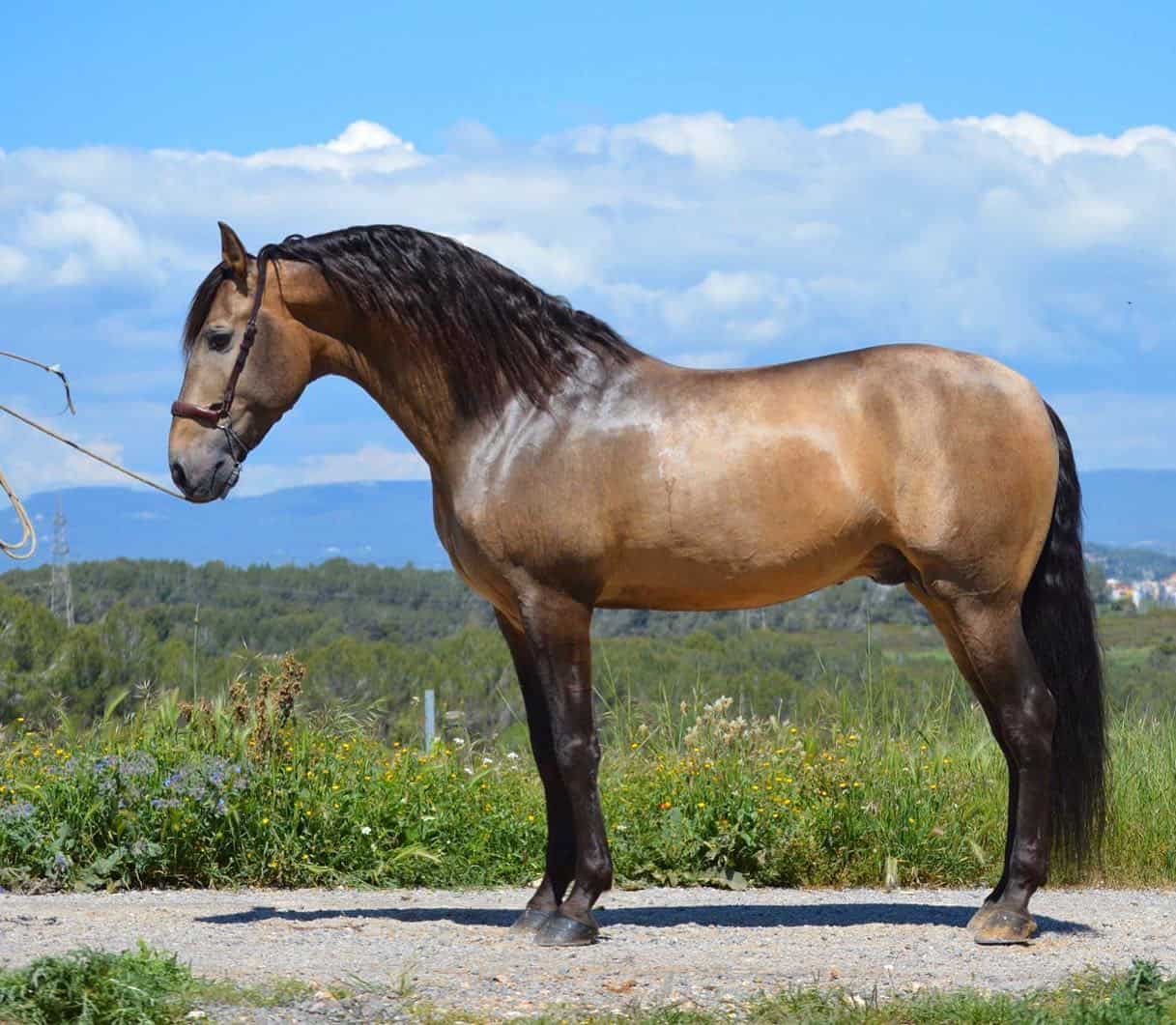 Buckskin Stallion