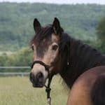 Connemara Buckskin
