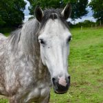 Connemara Pony