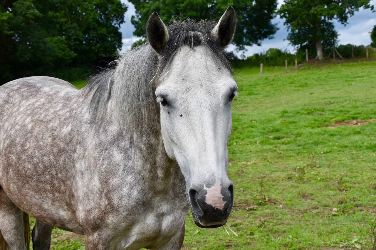 Connemara Pony