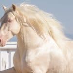 Cremello Care