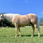 Cremello Color