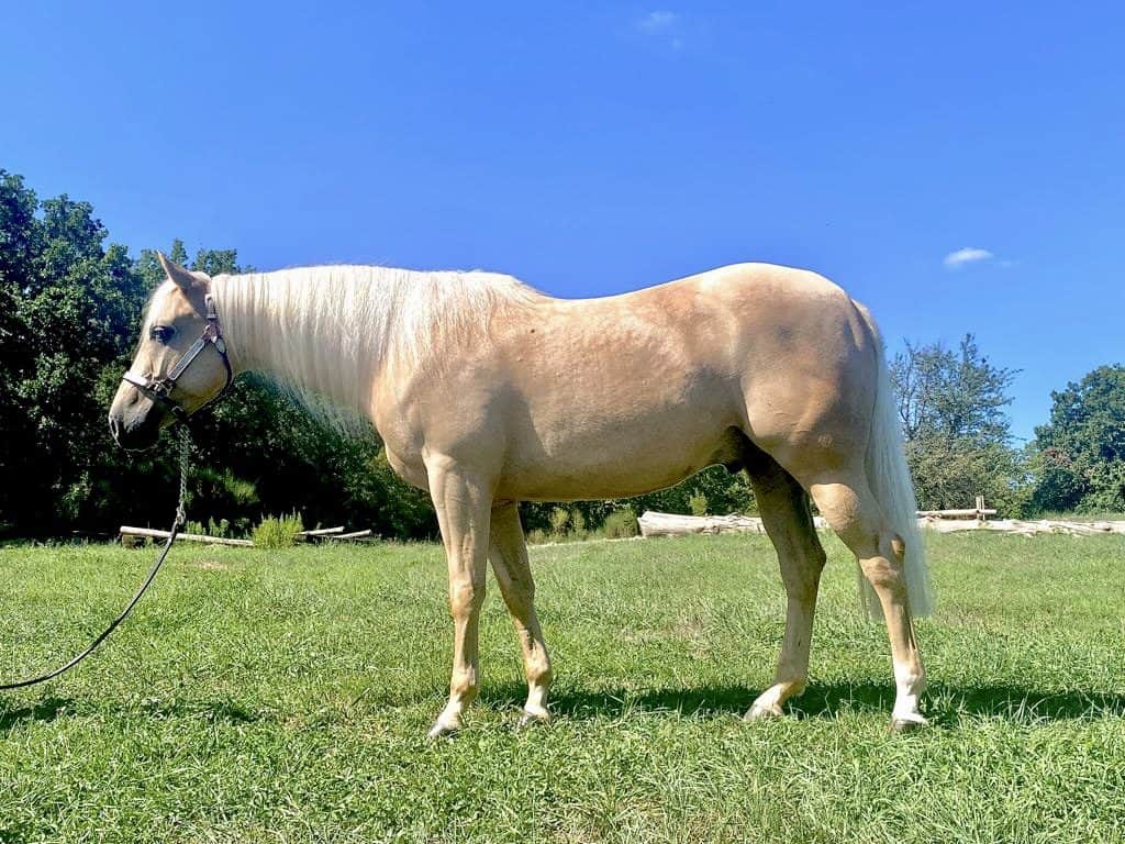 Cremello Color