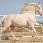 Cremello Cost