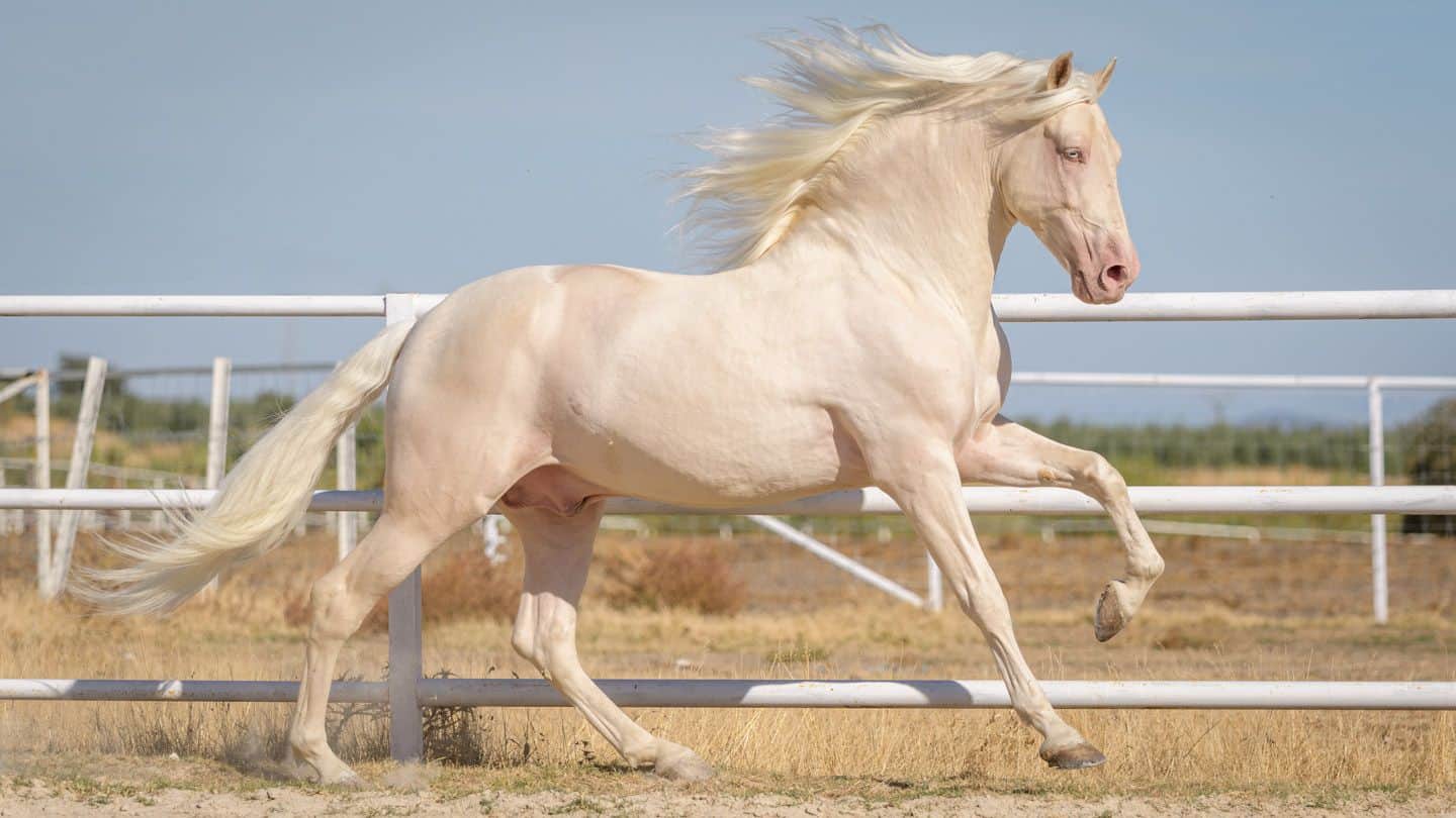 Cremello Cost