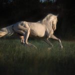 Cremello Temperament