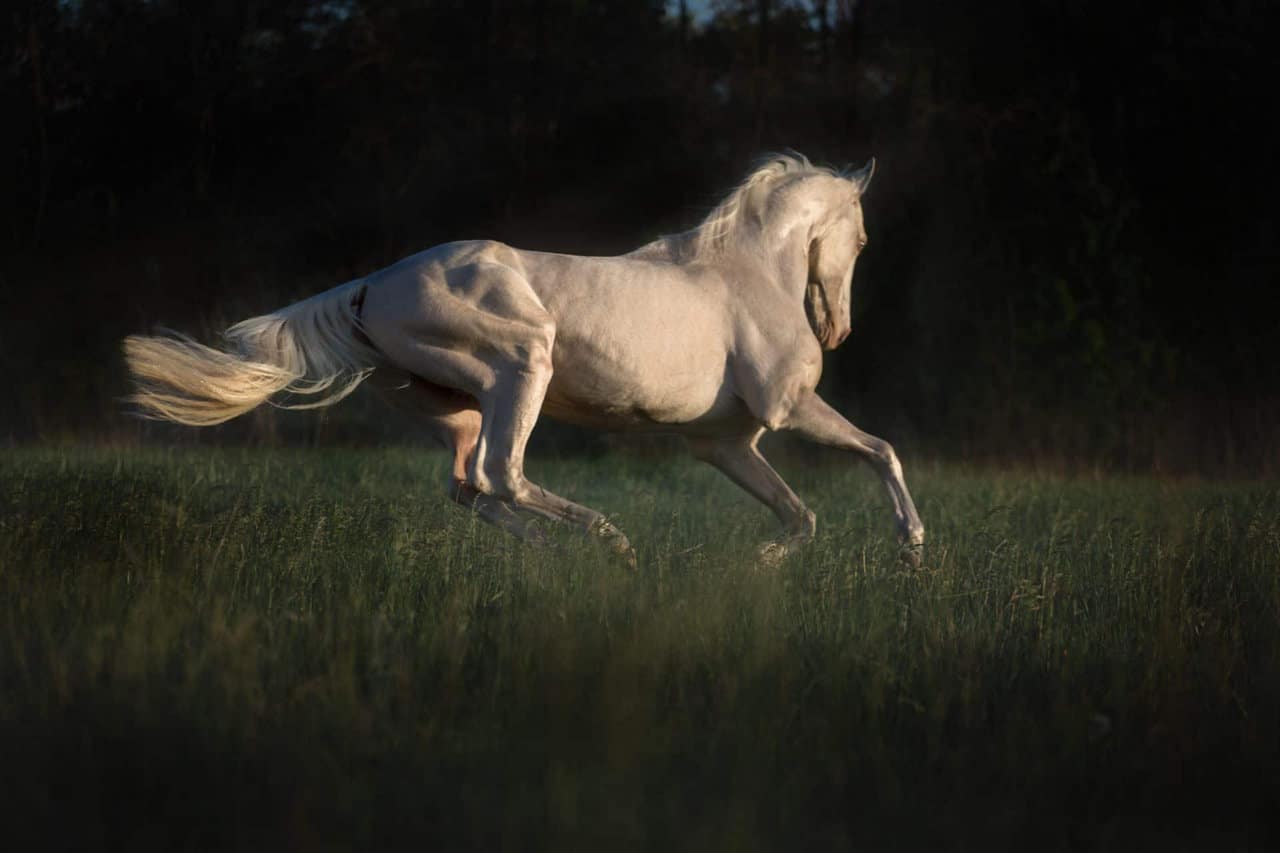 Cremello Temperament