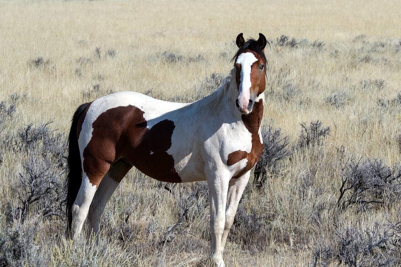 Mustang
