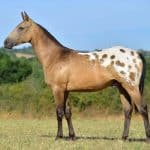 Nez Perce Horse