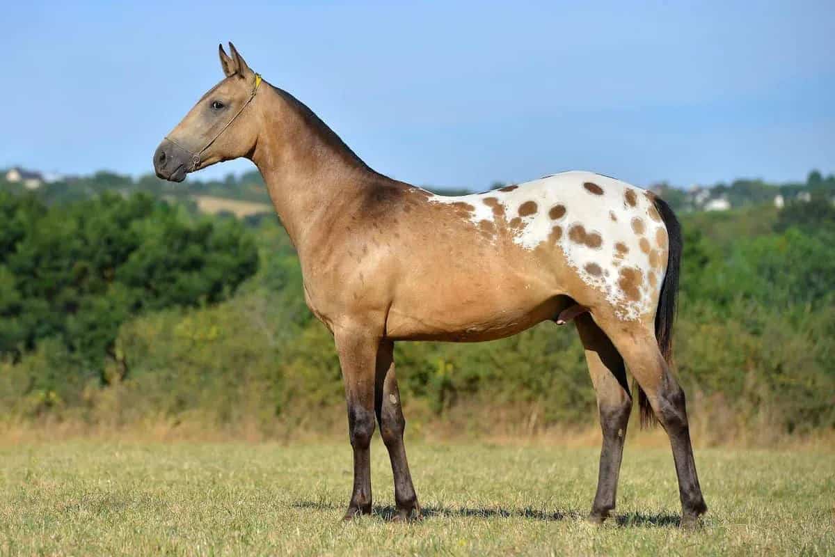 Nez Perce Horse