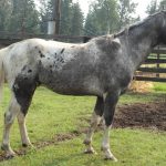 Pintaloosa