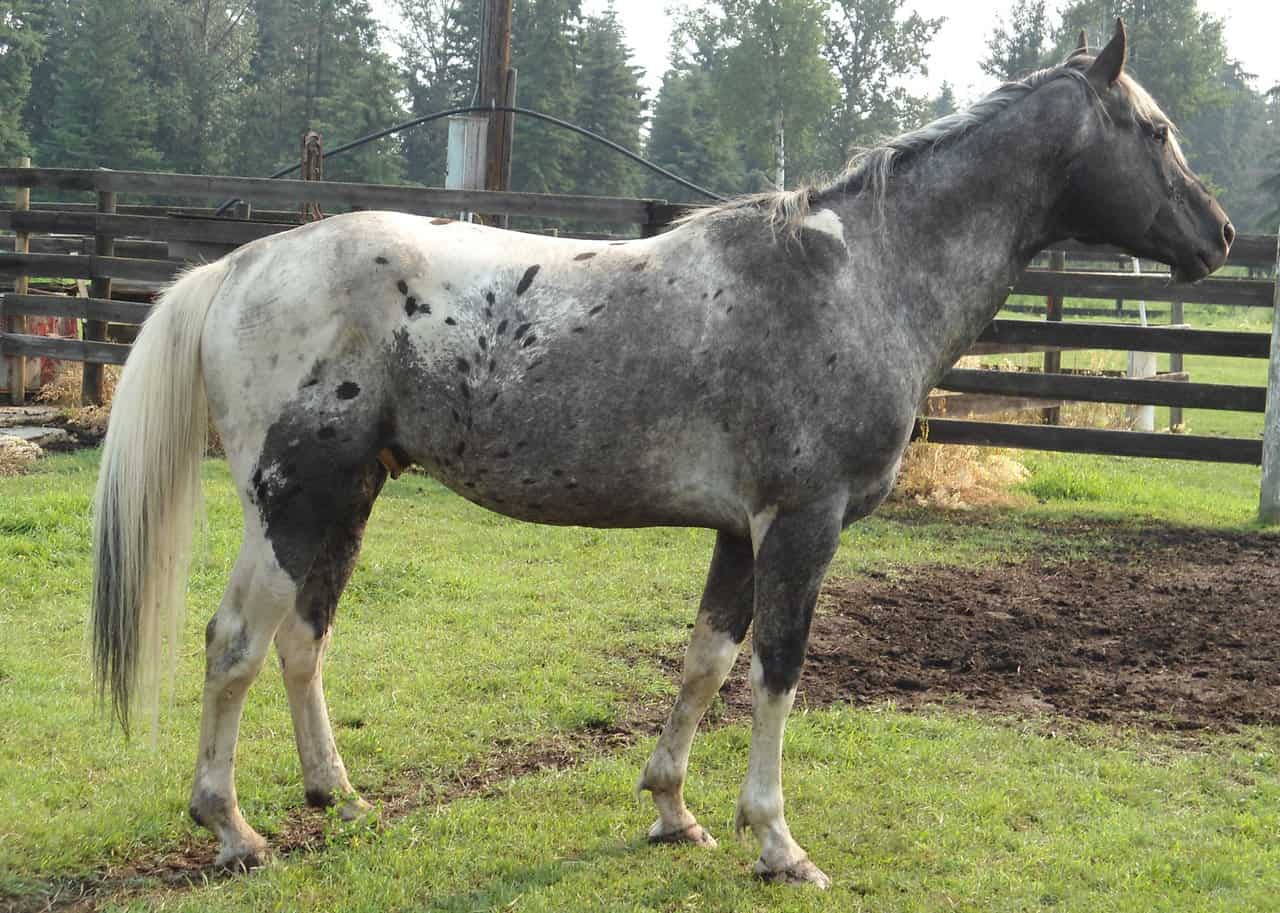 Pintaloosa