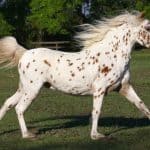 Pony of the Americas