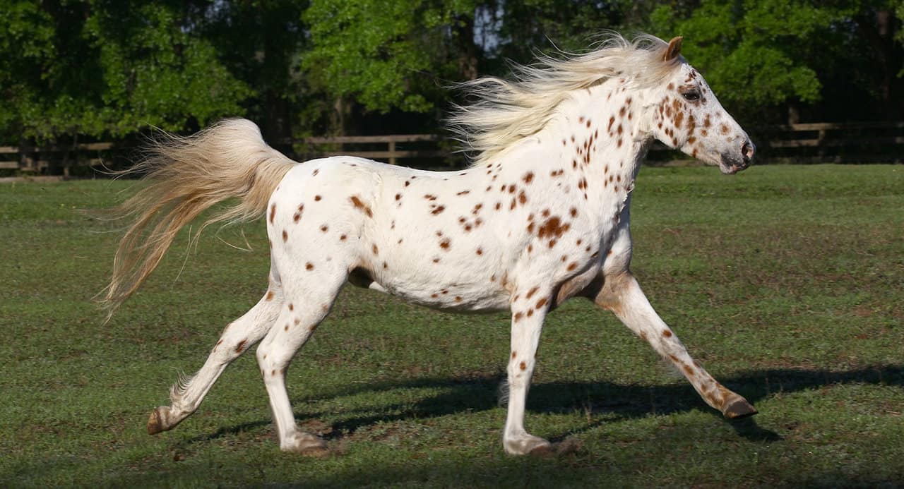 Pony of the Americas