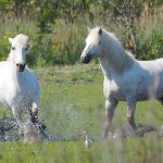 15 White Horse Breeds – Camargue