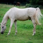15 White Horse Breeds – Lipizzan