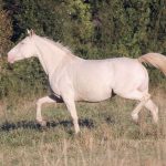 American Albino horse